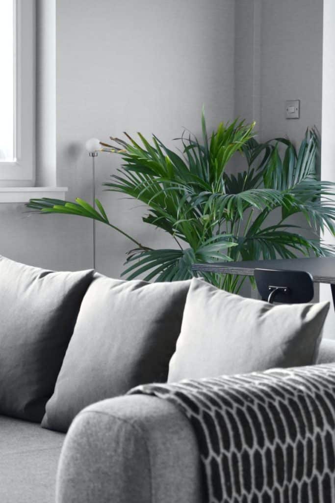 houseplant behind a gray couch
