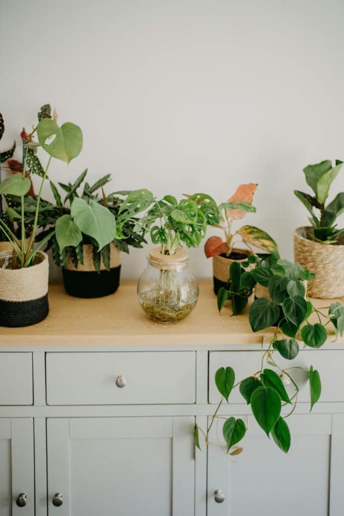 various plants on countertop