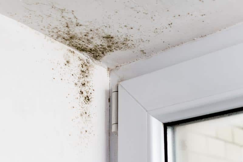 mold on celing near door