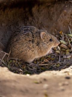 mouse in a hole in the dirt
