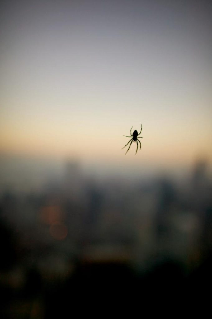 spider in the window