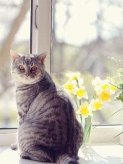 cat in front of window with flowers