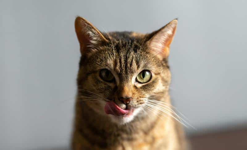 pretty cat with tongue out