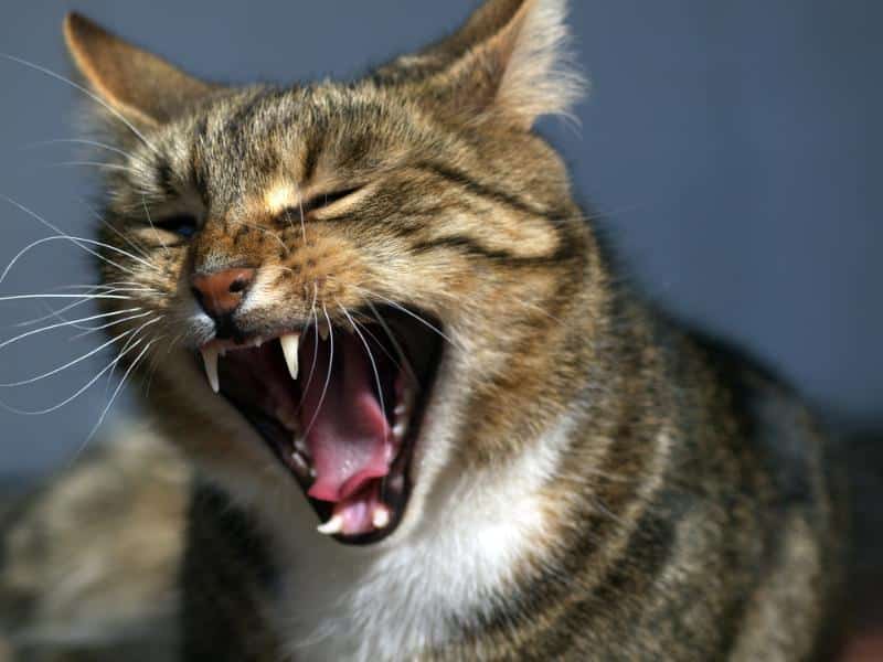 cat yawning and showing teeth