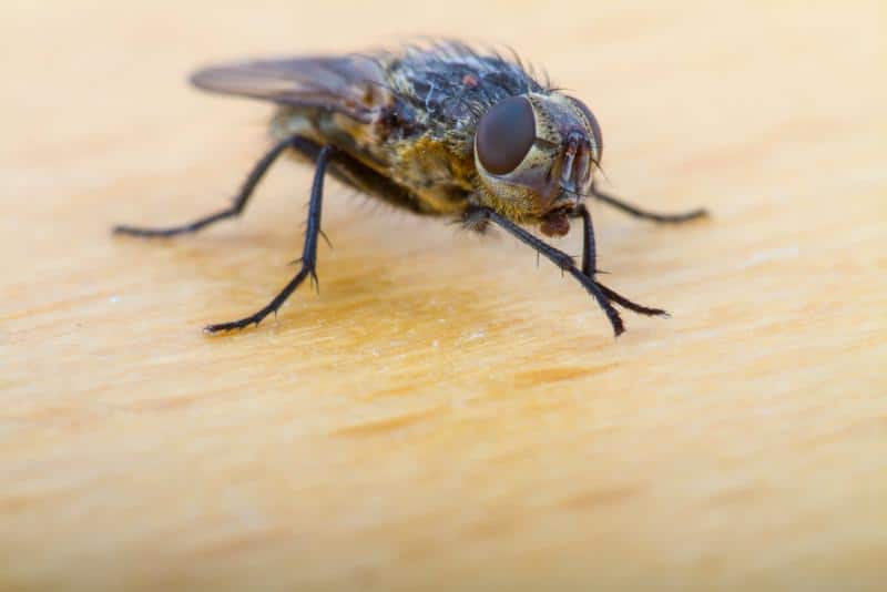 housefly rubbing legs together