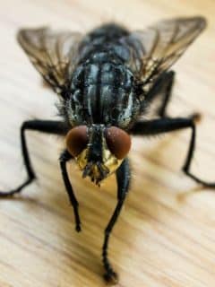 closeup of housefly on wood surface