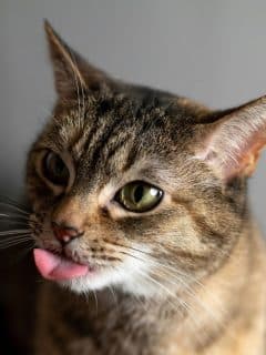 cute cat head turned, tongue out