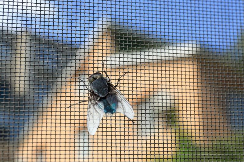 closeup shot of housefly on window screen