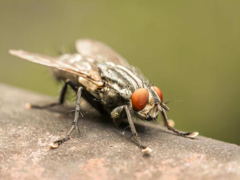 macro view of housefly
