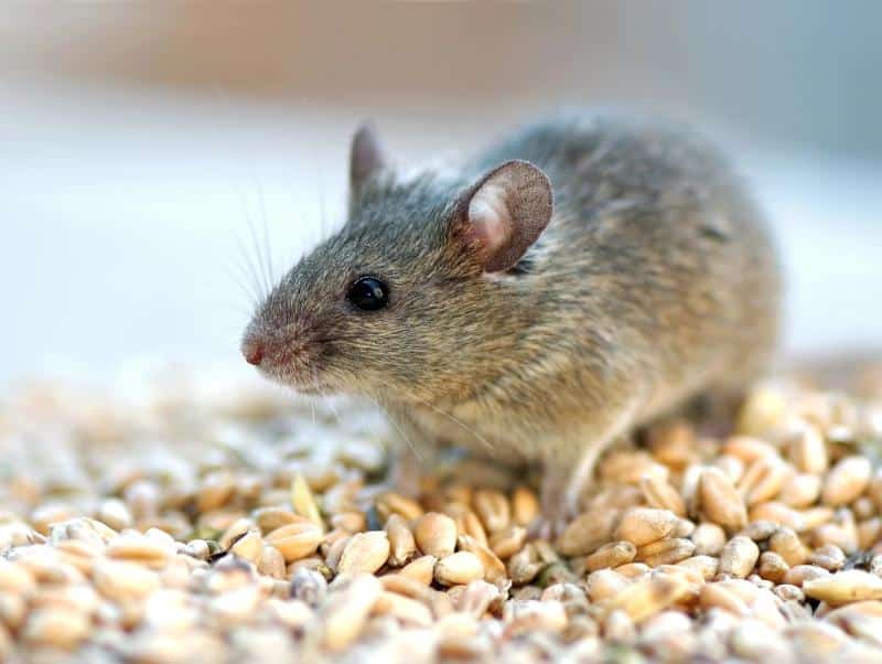 common household pests - a mouse close up