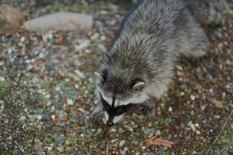 raccoon on the ground