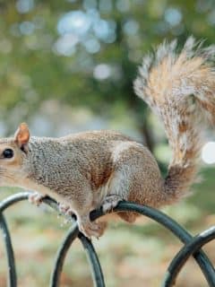 squirrel sitting atop metal fence