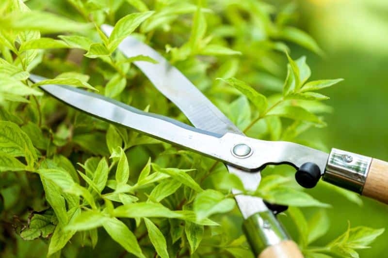 trimming hedges with garden shears