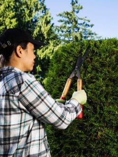 woman in flannel shirt trimming hedges
