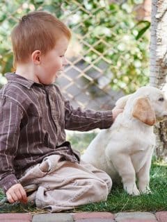 young boy petting a labrador puppy