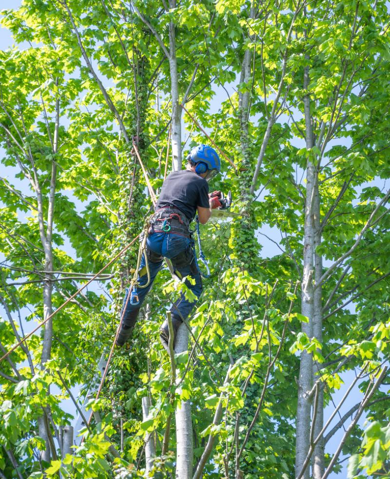 arborist in tree trimming branches with a saw