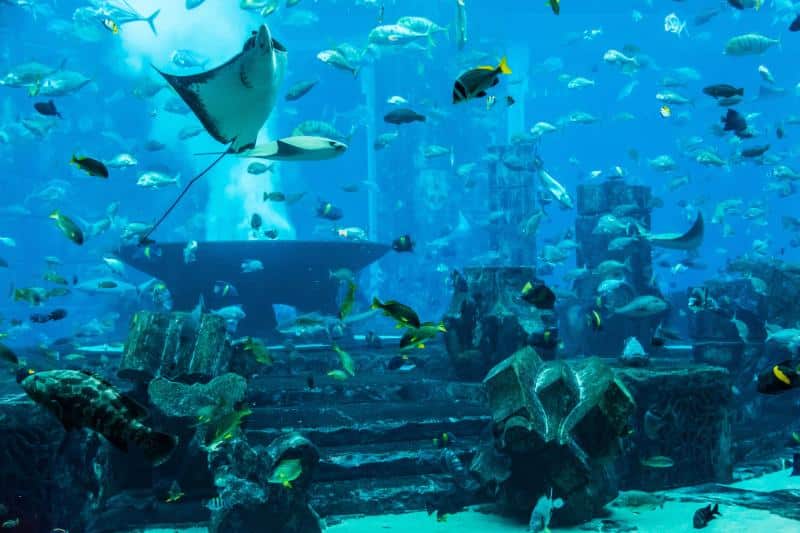 stingrays and fish in Dubai aquarium
