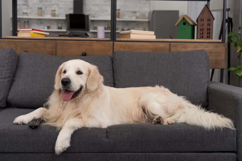 golden retriever on couch with remote control under front right paw