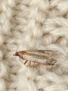 moth on knitted off-white fabric