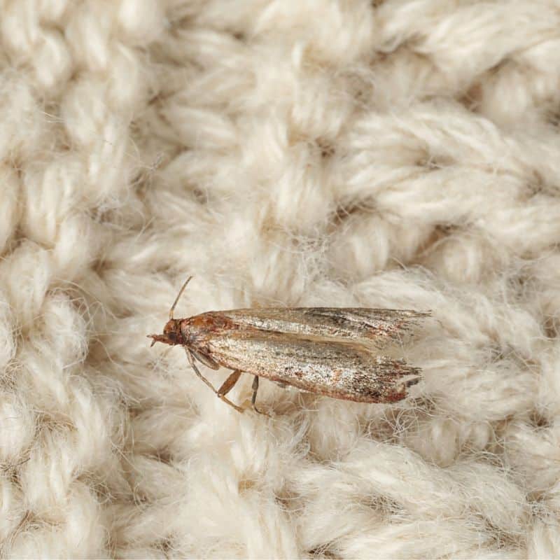 6 Quick Tips to Get Rid of Moths for Good
