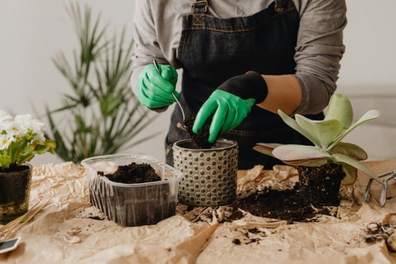 person wearing gardening gloves transferring a succulent to a pot