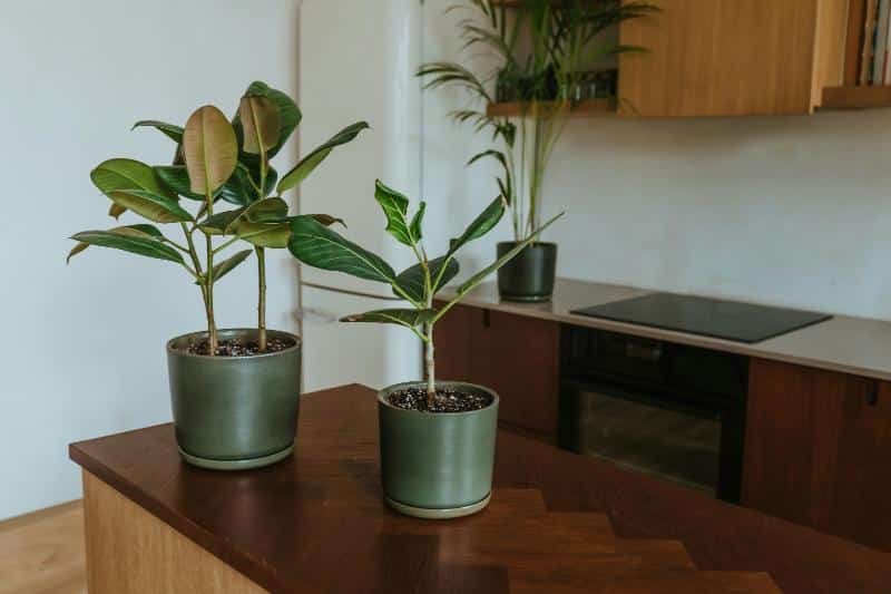 potted houseplants sitting on kitchen counter