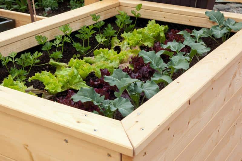 raised garden bed with lettuce and other veggies