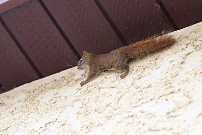 squirrel climbing the stucco on a house