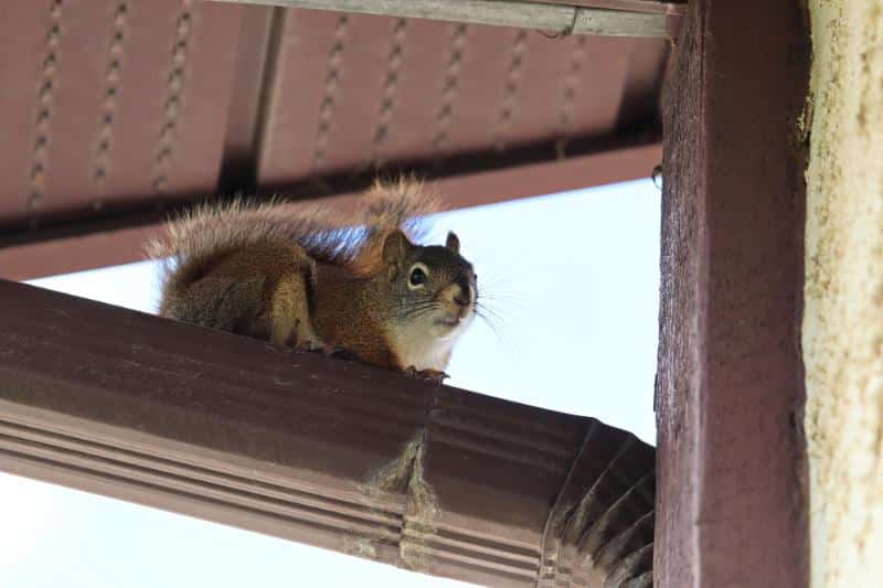 squirrel sitting on the gutter downspout of a house
