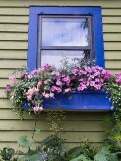 blue window box with purple flowers on side of house with green siding
