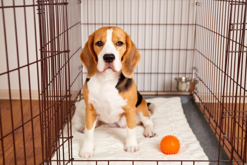 beagle in a crate