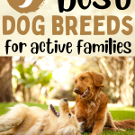 image of golden retrievers with text overlay about the best dog breeds for active families