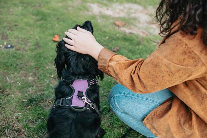 woman with black dog in purple harness