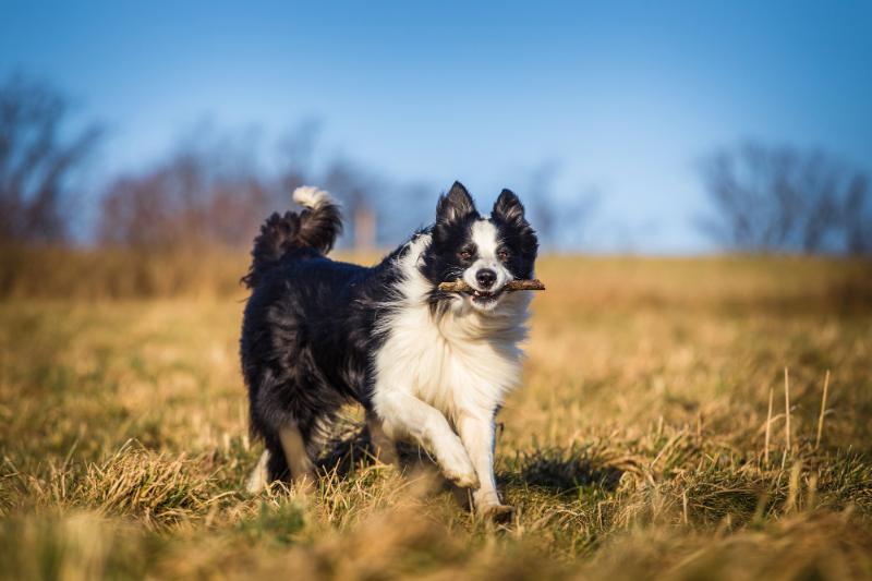 a border collie with a stick