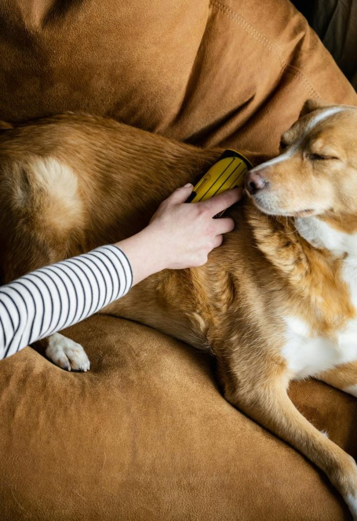woman brushing dog to remove loose fur