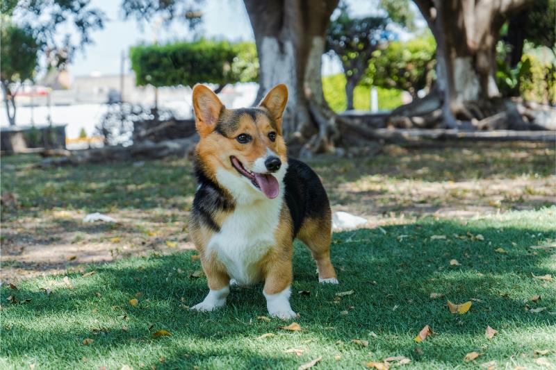 corgi standing in grassy area with trees in background