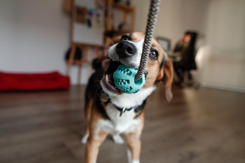 beagle chewing on a ball attached to a rope