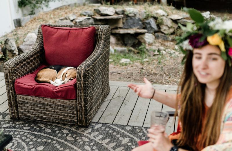 dog in comfortable chair on patio