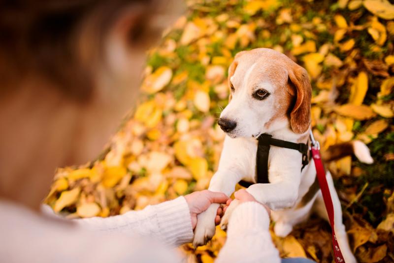 beagle on harness and leash