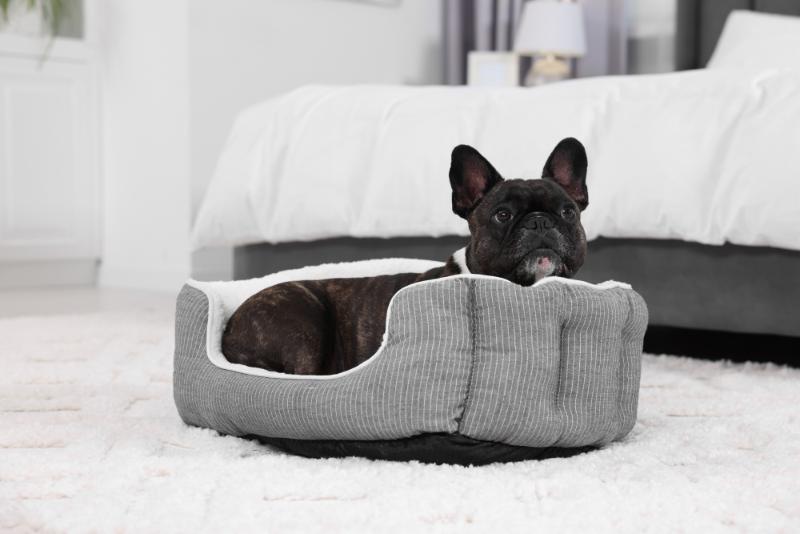 black french bulldog in gray bed