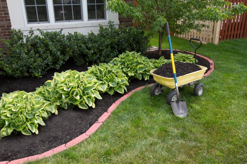 installing landscaping in front of home, mulch in wheelbarrow with shovel in front of freshly installed plants