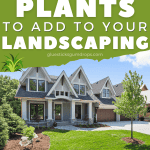 manicured lawn and gorgeous house with text overlay about low maintenance plants to add to your landscaping