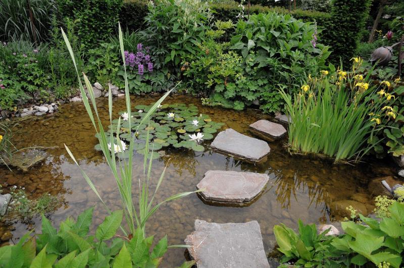 pond in garden with lily pads and other water plants