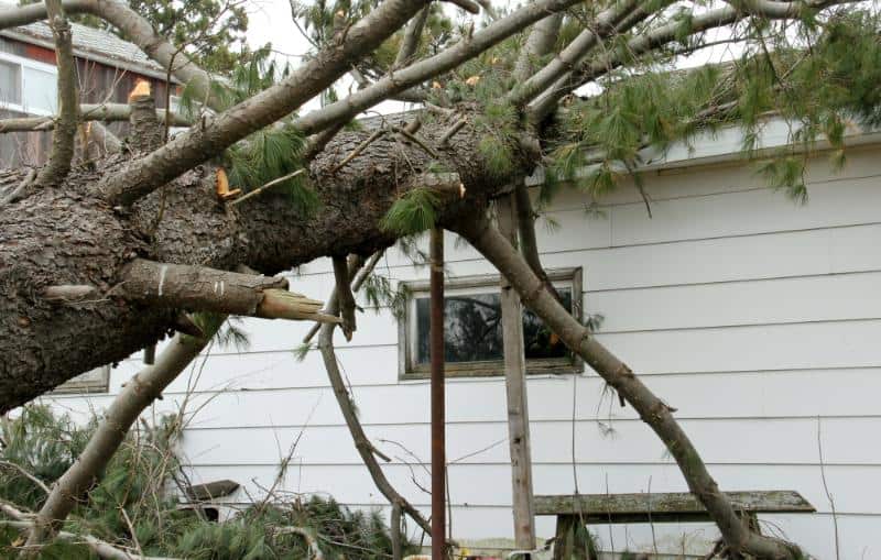 large tree on roof of house after a storm