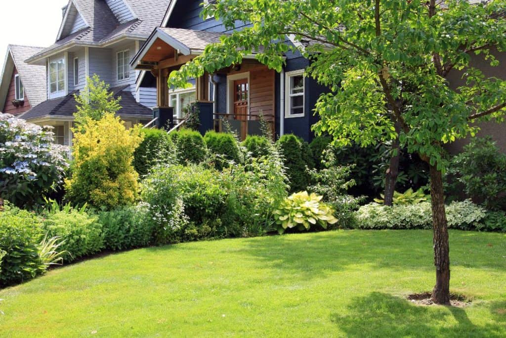 yard with various bushes and shrubs at the perimeter