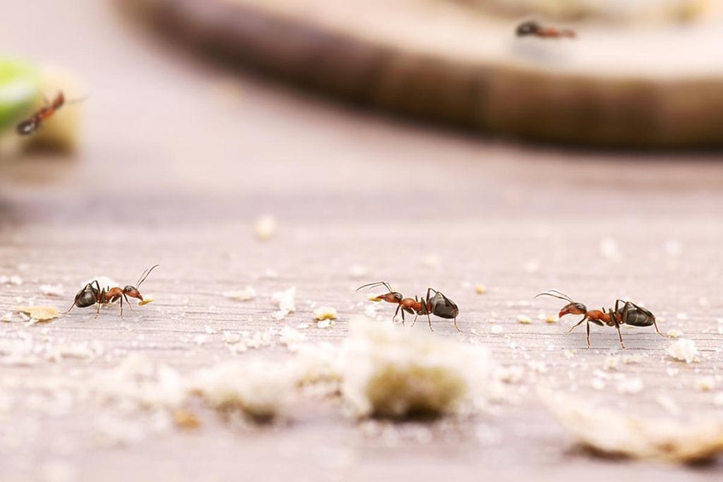 ants crawling around food crumbs on countertop