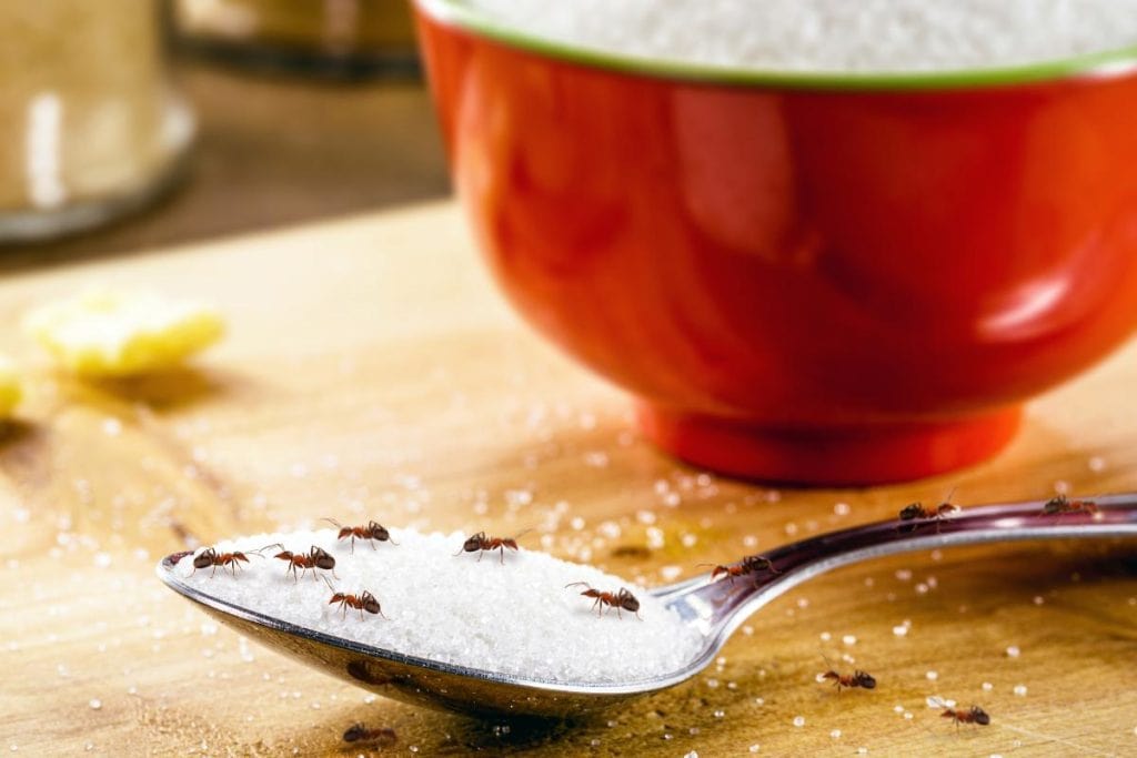 ants on a spoon of sugar