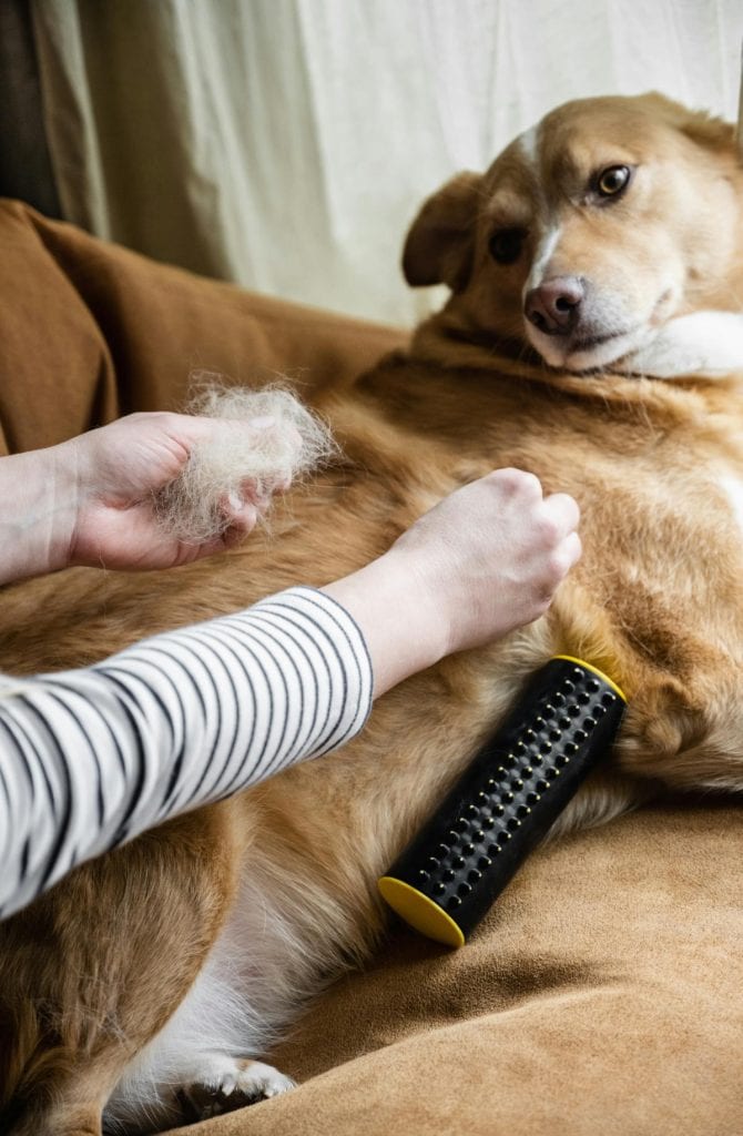 brushing dog to remove loose fur