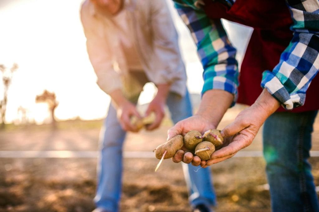 couple planting potatoes that have sprouted