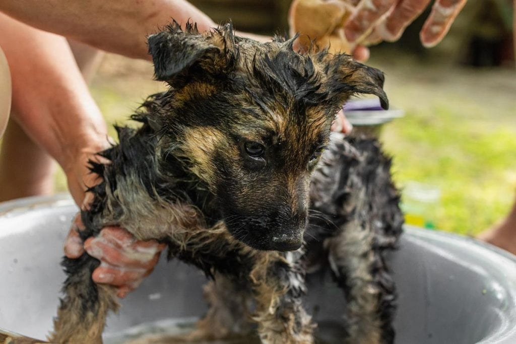 giving german shepherd puppy a flea bath